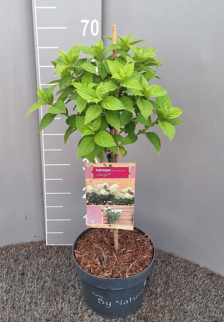 Hydrangea pan. Limelight