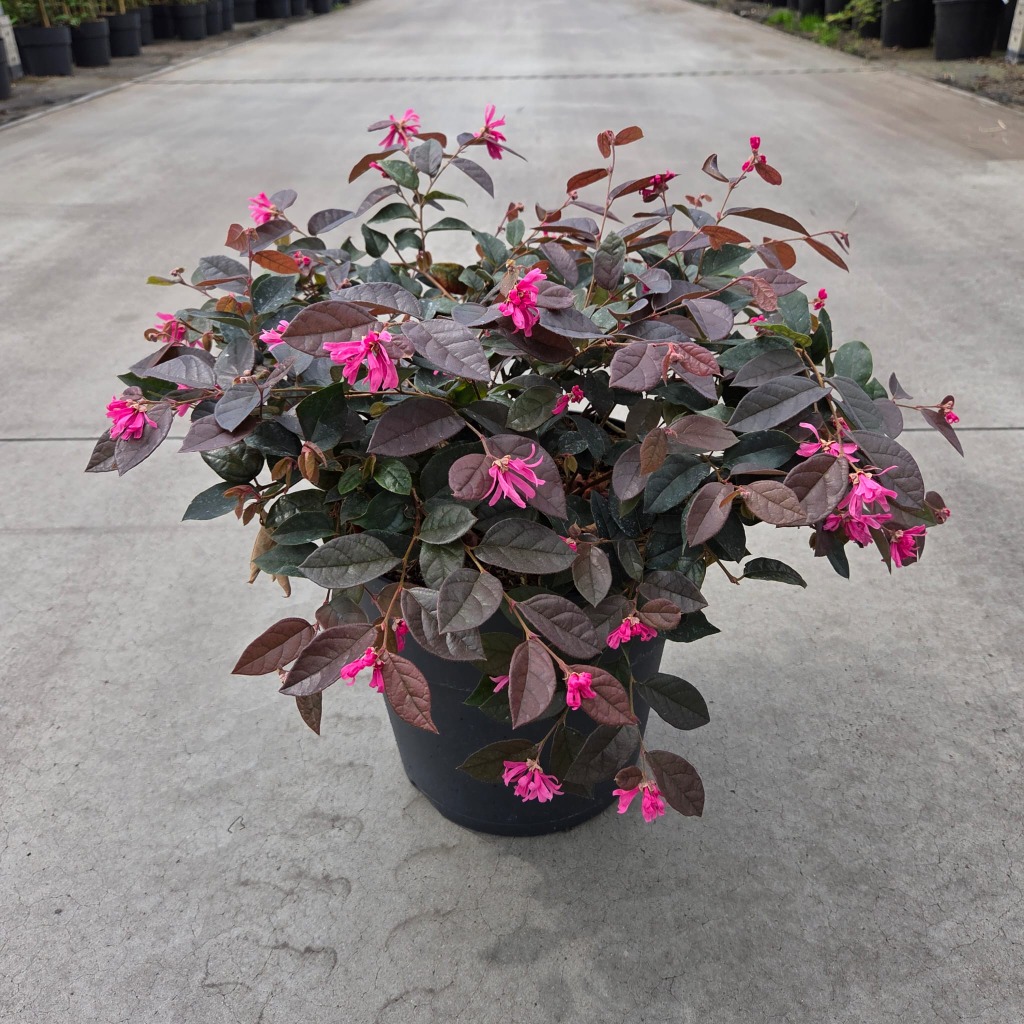 Loropetalum chin. Fire Dance