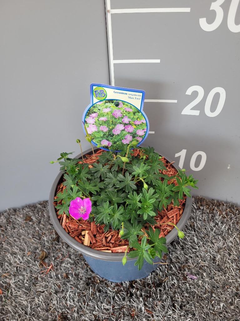 Picture of Geranium sang. Max Frei P17 (2 Ltr)