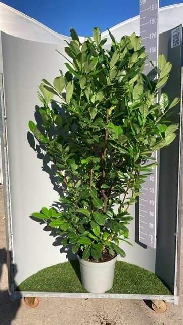 Picture of Pallet Deal 2024 Prunus laur. Rotundifolia P36 (20 Ltr) 175/200 S9