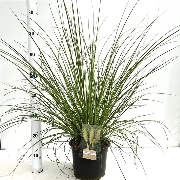 Picture of Cortaderia selloana Pumila P21 (4 Ltr) 60/80CM