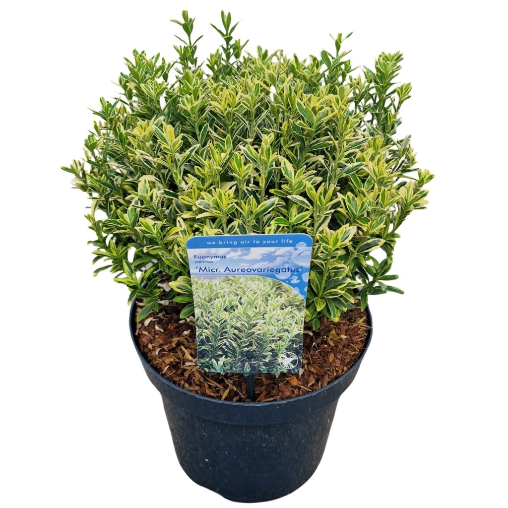 Picture of Euonymus jap. Mic.Aureovariegatus P26 (7.5 Ltr)