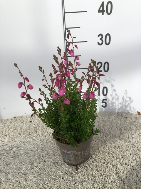 Picture of Daboecia Irish Princess Pink P11 30-CM