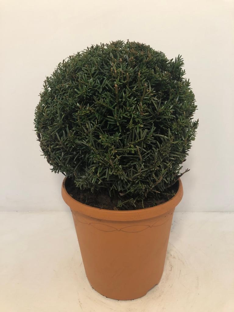 Picture of Taxus Baccata P24 (6 Ltr) BALL-25CM