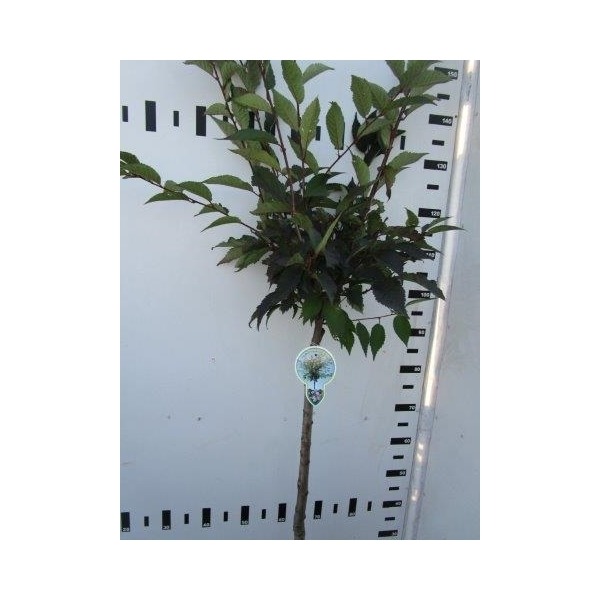 Picture of Prunus nipponica Ruby P23 (5 Ltr) 80/STD