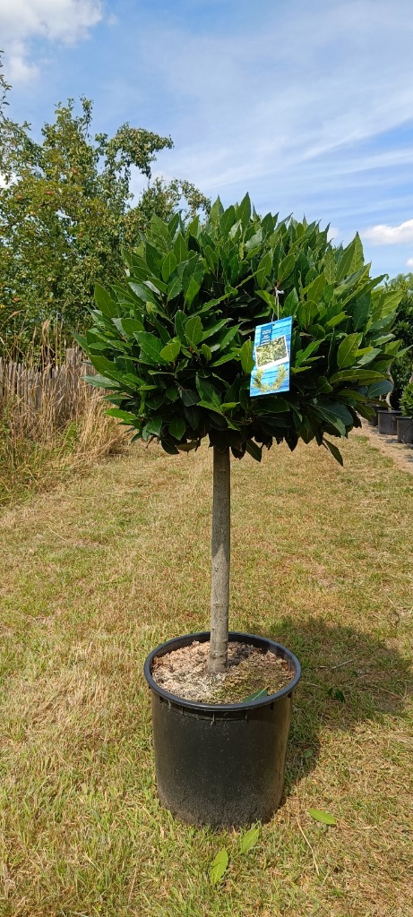 Picture of Laurus nobilis P36 (20 Ltr) 50/STD-55/60-HEAD