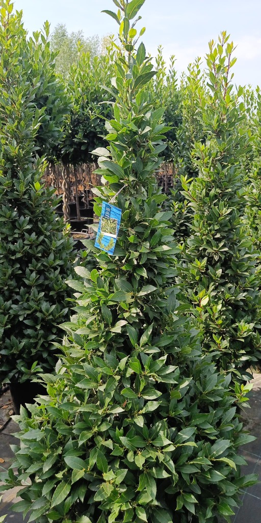 Laurus nobilis