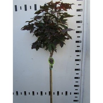 Picture of Acer plat. Crimson Sentry P23 (5 Ltr) 80/STD