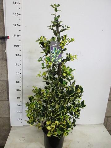 Picture of Ilex altaclerensis Golden King P29 (10 Ltr) 60-80CM