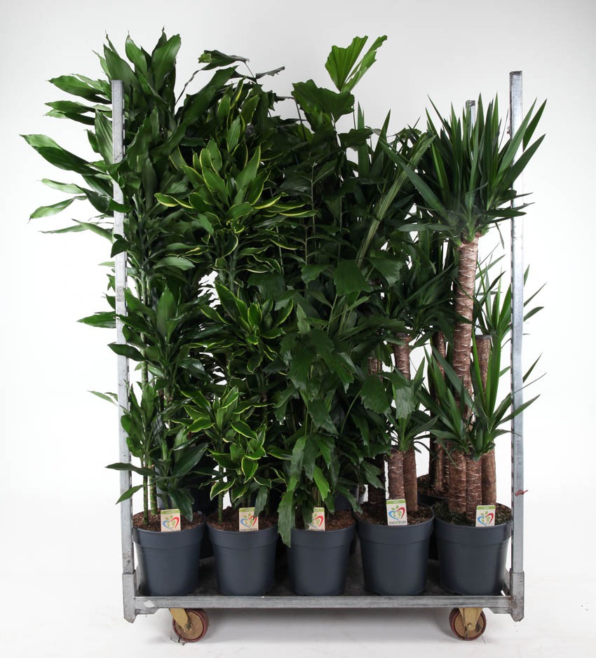 Picture of Trolley Deal 2024 Houseplants in varieties Summer Promo 06 P27 height 160 cm J6