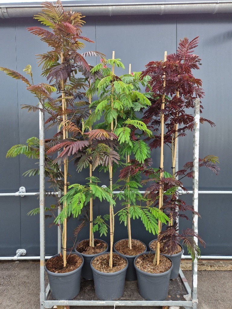 Picture of Trolley Deal 2025 Albizia julibrissin in 5 varieties 175/200 P34 (18 Ltr)