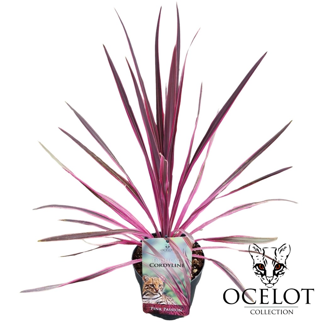 Picture of Cordyline australis Pink Passion P17 (2 Ltr)