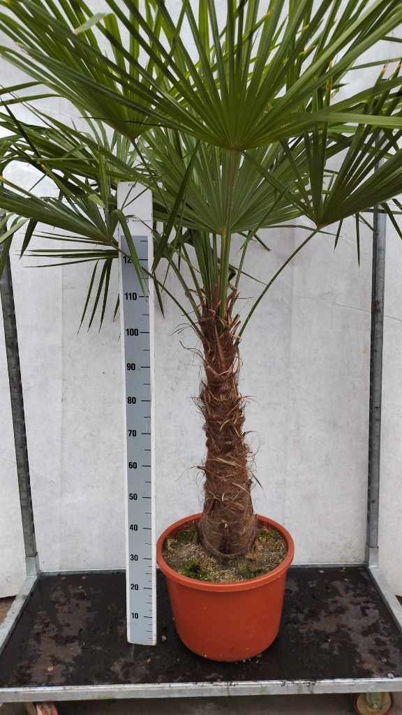 Trachycarpus fortunei