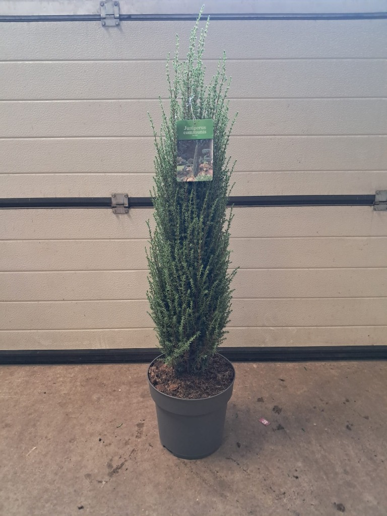 Picture of Juniperus comm. Arnold P29 (10 Ltr) 80/100CM