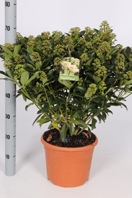 Picture of Skimmia japonica Fragrant Cloud P29 20/FLOWER