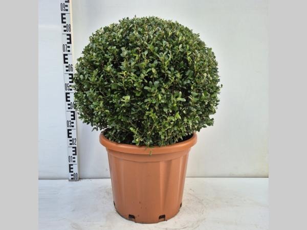 Ilex cr. Caroline Upright