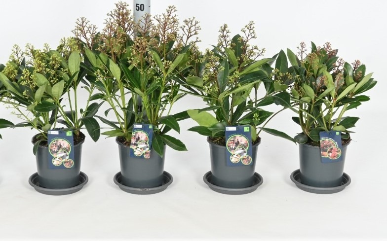 Picture of Trolley Deal 2024 Skimmia in 5 varieties P15 F.O. (094)