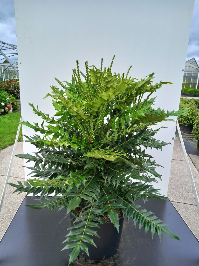 Picture of Mahonia med. Charity P36 (20 Ltr)