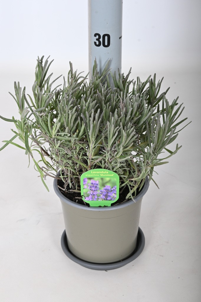 Picture of Lavandula ang. Munstead P14 WITHOUT-LABEL