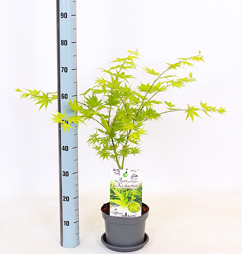 Acer pal. Ki Hachijo