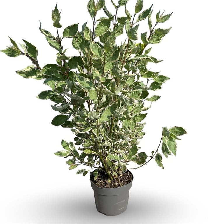 Picture of Cornus alba Miracle ® P21 (4 Ltr) 60/80CM