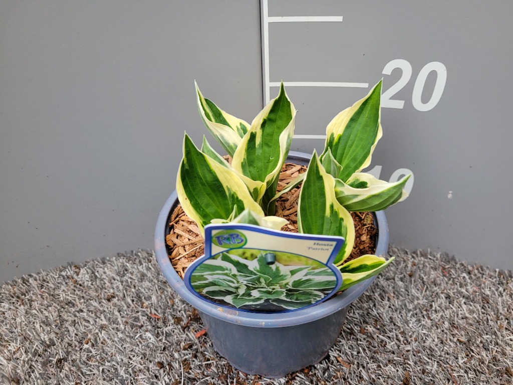 Picture of Hosta for. Patriot P17 (2 Ltr)