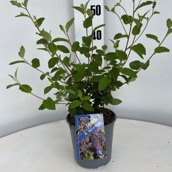 Ceanothus del. Gloire de Versaille