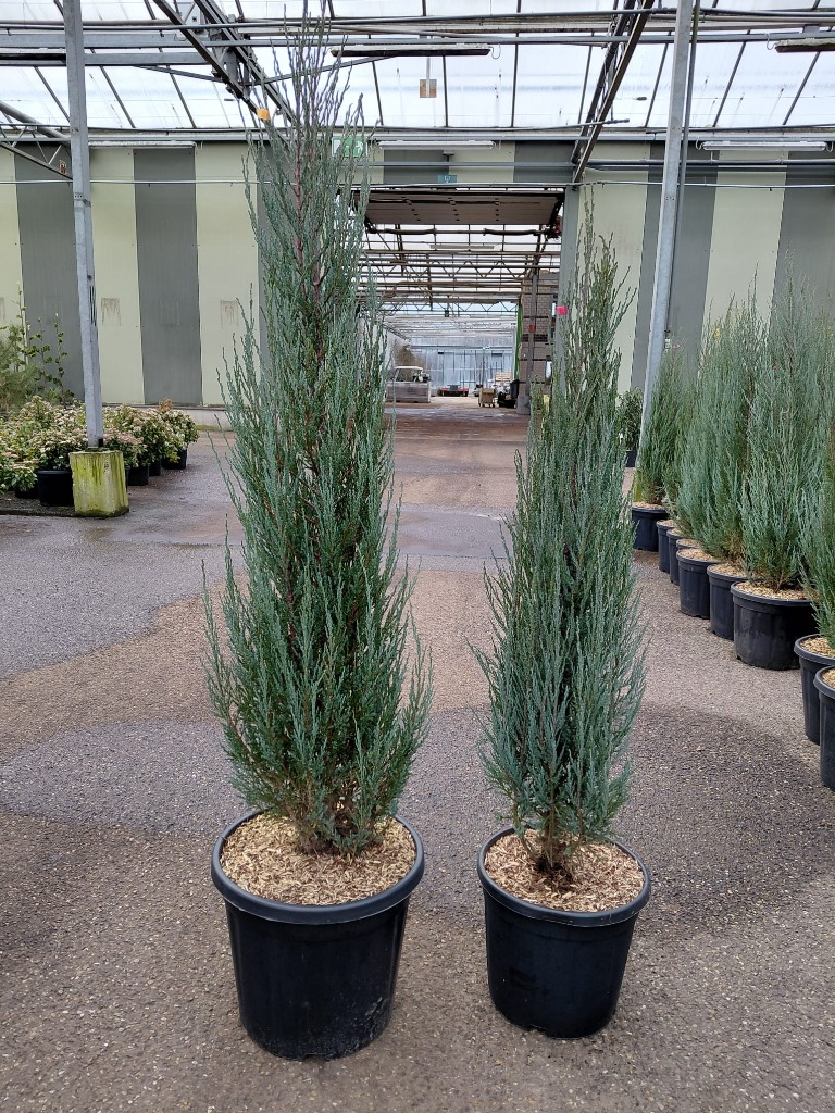 Juniperus scop. Blue Arrow