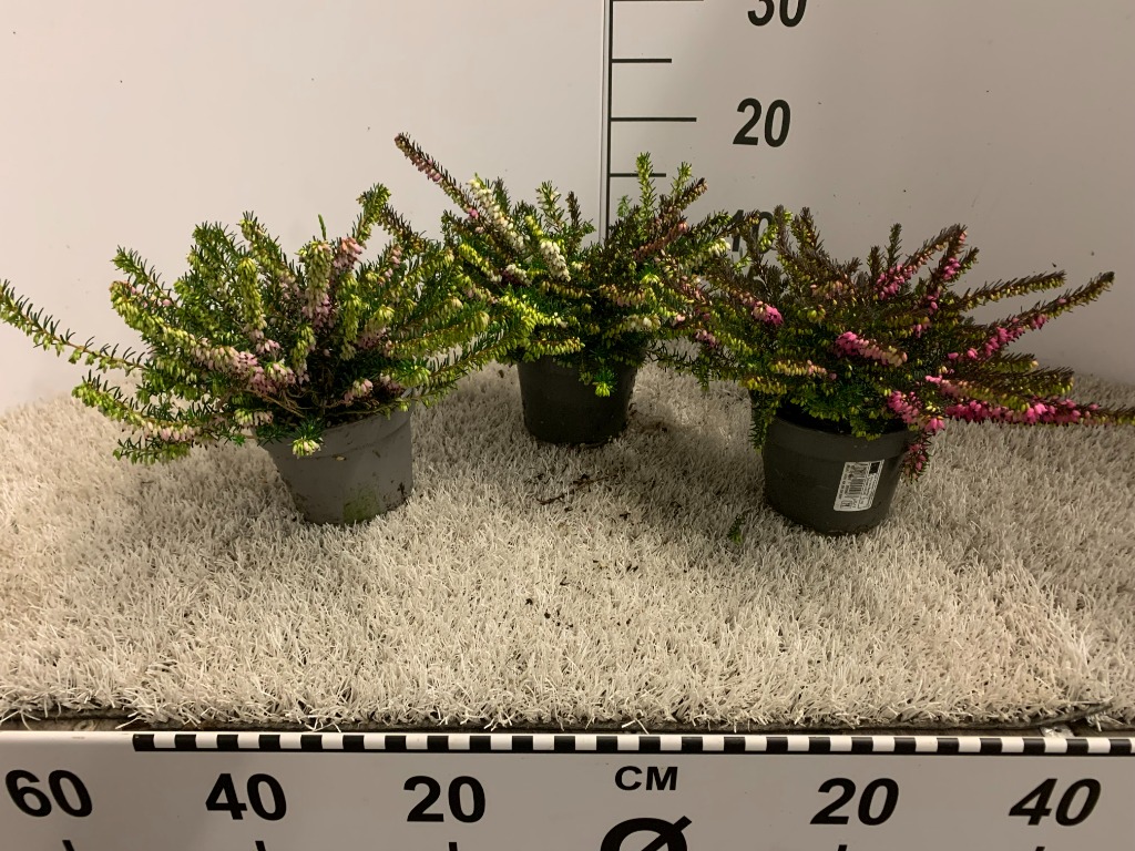 Picture of Erica x darleyensis in varieties P11 20-CM