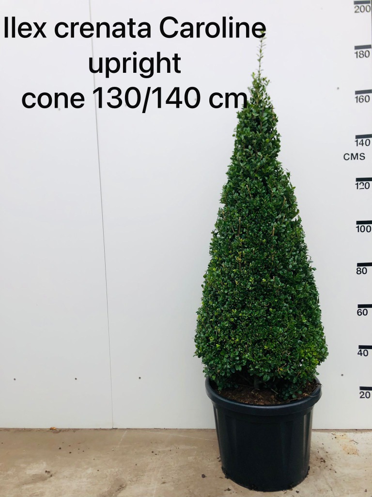 Picture of Ilex cren. Caroline Upright P42-(45-LTR) 130/140-PYRAMIDE