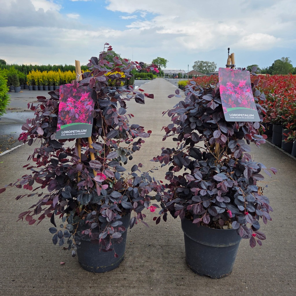 Loropetalum chin. Rouge de la Majorie
