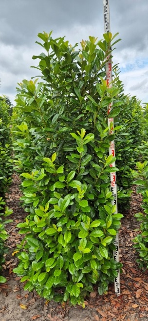 Image de Prunus laur. Novita EXTRA ROOTBALL 200/225cm