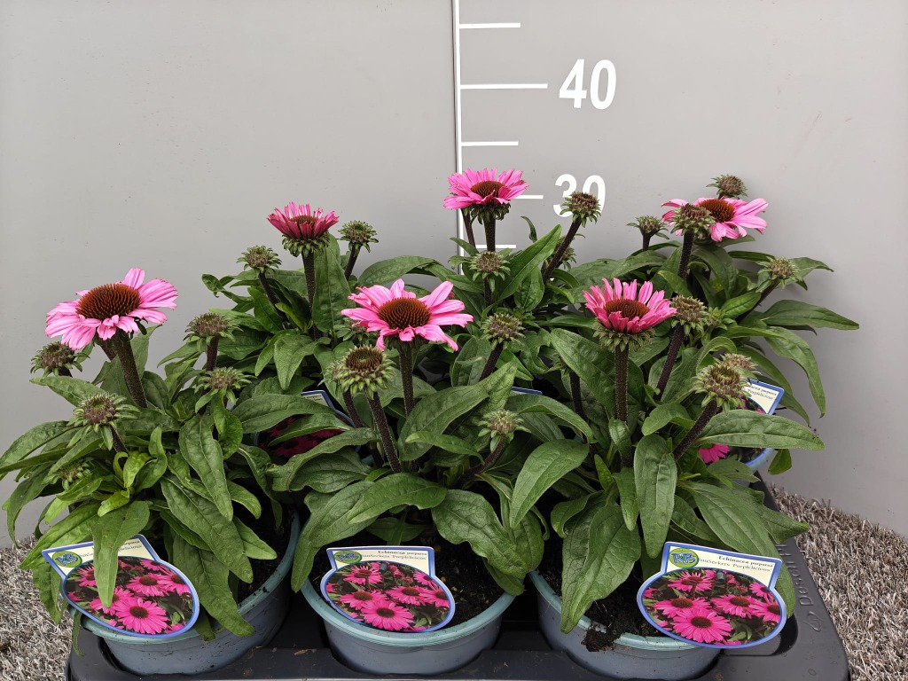 Echinacea purp. Sunseekers Purplelicious