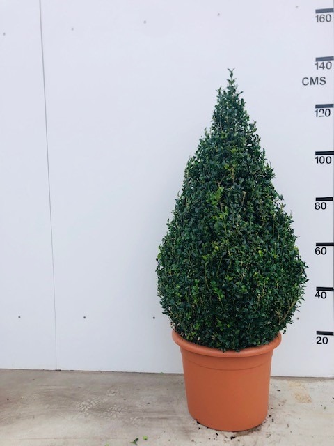 Picture of Buxus Sempervirens P41 (35 Ltr) EGYPT-Pyramide 90/100