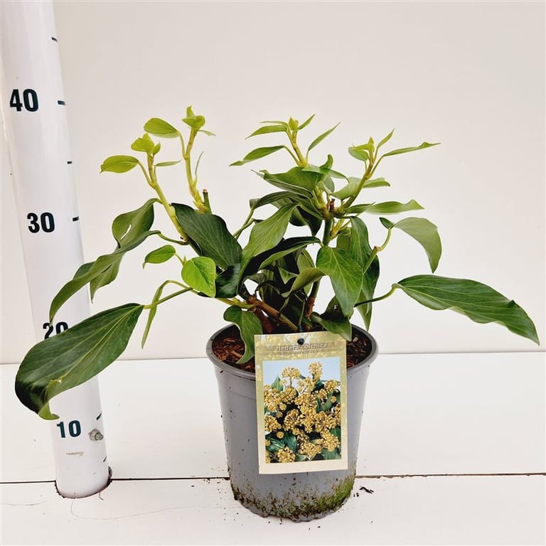 Picture of Hedera colchica Fall Favourite P18 (2.5 Ltr) 25/30CM