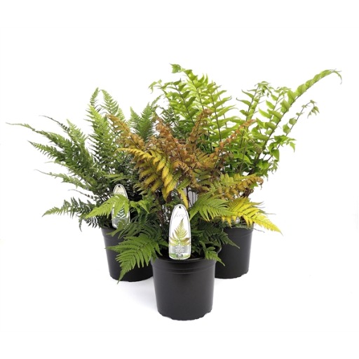 Picture of Ferns in varieties P23 (5 Ltr)