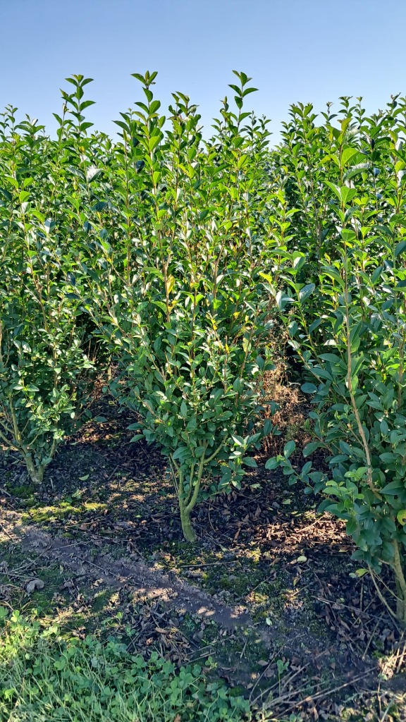 Picture of Ligustrum ovalifolium ROOTBALL/JUTE 100/120CM