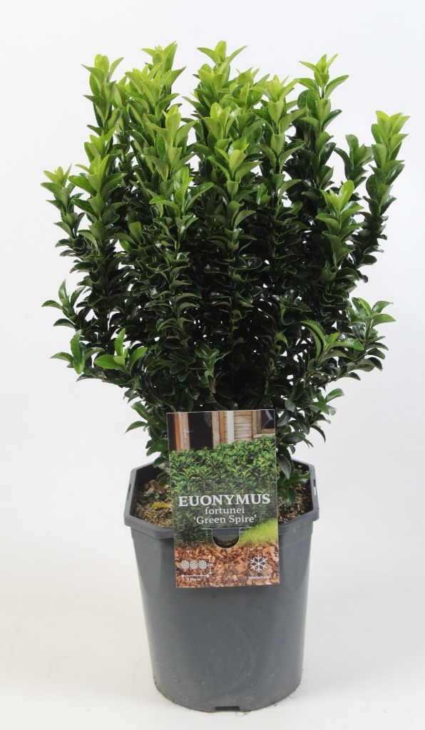 Picture of Trolley Deal 2024 Euonymus jap. Green Spire C4.5 F.O. (187)