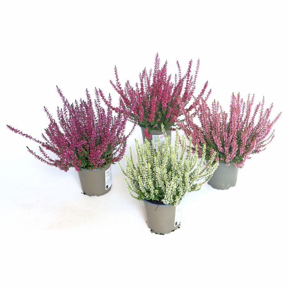 Picture of Calluna Garden Girls in varieties P11 18 cm