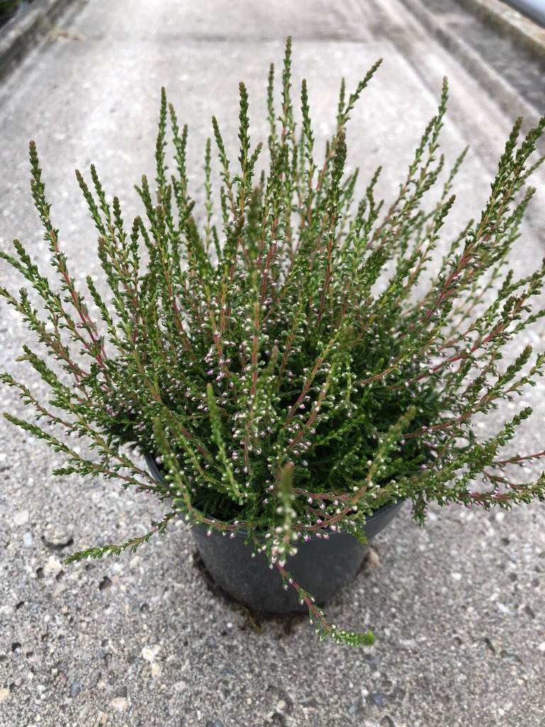 Picture of Calluna vulgaris Tib Violet P11 20-CM