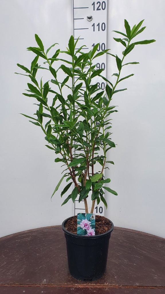 Daphne bholua Jacqueline Postill