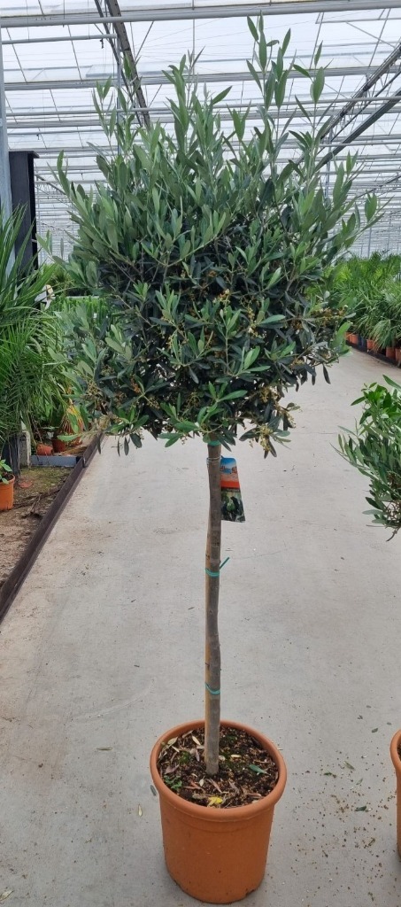 Picture of Olea europaea P34-(18-LTR) 110/STD-40/50-HEAD