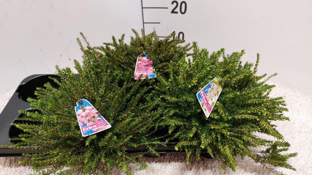 Picture of Erica x darleyensis in varieties with label P12 20-CM