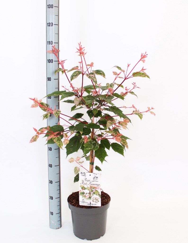 Acer con. Red Flamingo