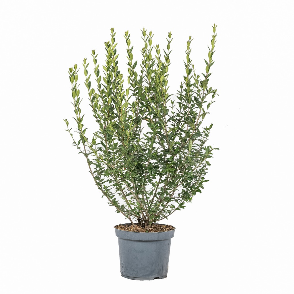 Picture of Ligustrum vulgare Atrovirens P30 (12 Ltr) 100/125CM