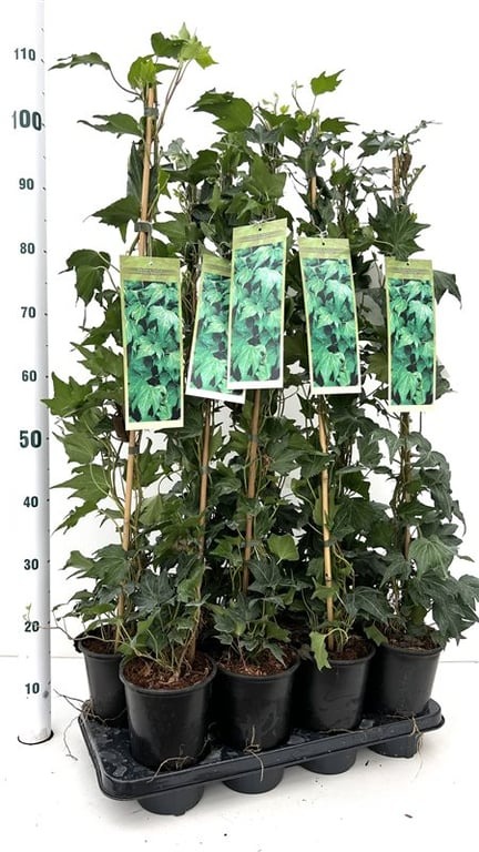 Picture of Hedera hel. Green Ripple P17-(2.5-LTR) 70/80CM