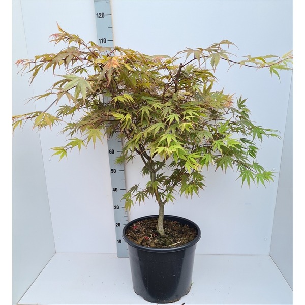 Picture of Acer pal. Chitoseyama P36 (20 Ltr) 80/100