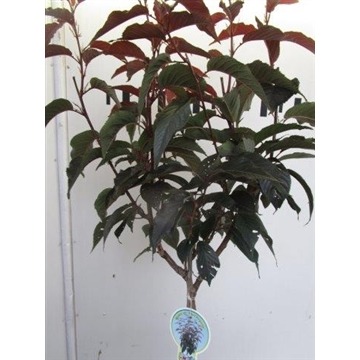 Picture of Prunus serrulata Royal Burgundy P29 (10 Ltr) 120/STD