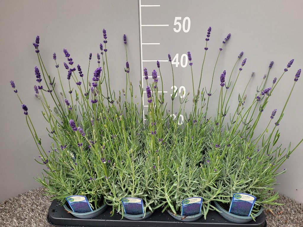Picture of Lavandula ang. Hidcote P13