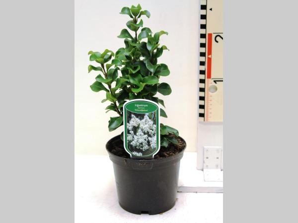 Picture of Ligustrum jap. Rotundifolium P19 (3 Ltr)